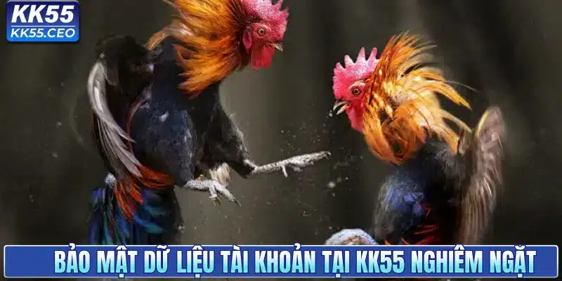 Đá Gà KK55 - Sân Chơi Chọi Kê Uy Tín Hàng Đầu Việt Nam