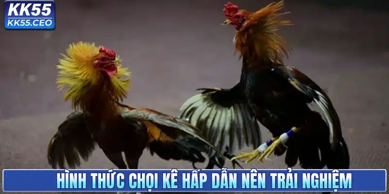 Đá Gà KK55 - Sân Chơi Chọi Kê Uy Tín Hàng Đầu Việt Nam