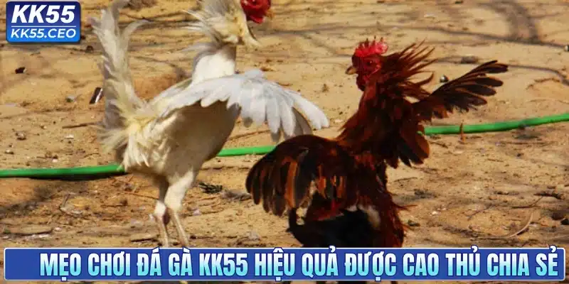 Đá Gà KK55 - Sân Chơi Chọi Kê Uy Tín Hàng Đầu Việt Nam
