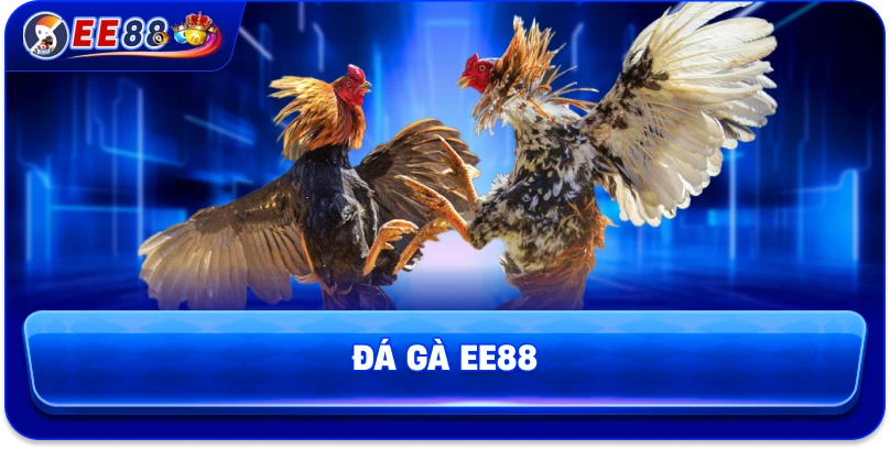 Đá Gà EE88 – Sân Chơi Kịch Tính Của Những Chiến Kê Hàng Đầu