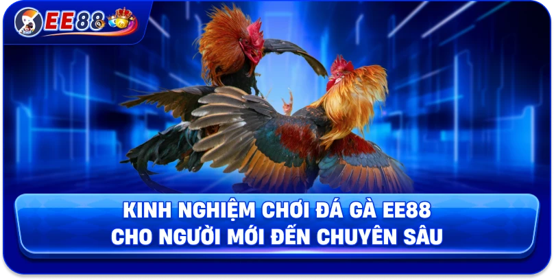 Đá Gà EE88 – Sân Chơi Kịch Tính Của Những Chiến Kê Hàng Đầu