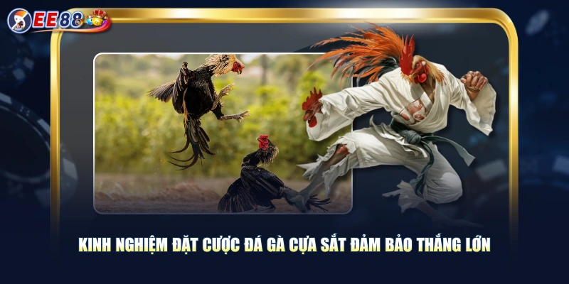Theo Dõi Đá Gà Cựa Sắt Thỏa Đam Mê Cá Cược Nhận Thưởng Khủng