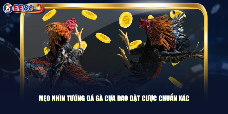 Trải Nghiệm Đá Gà Cựa Dao Màn Tranh Tài Kịch Tính Mỗi Ngày