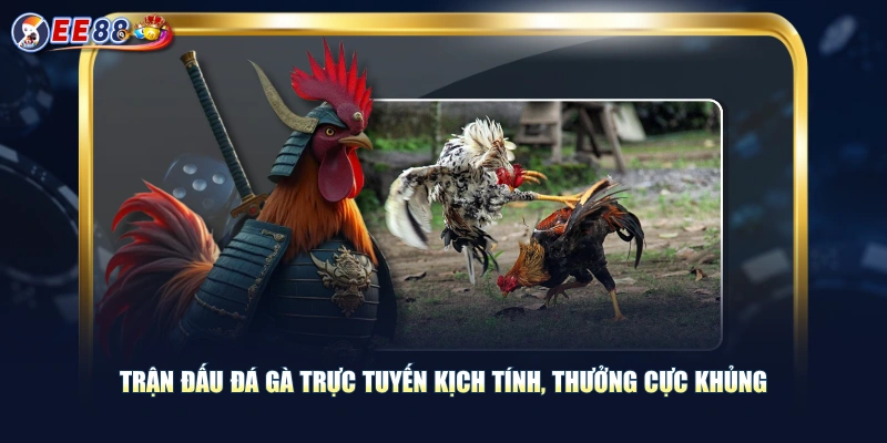 Theo Dõi Đá Gà Trực Tuyến Trận Đấu Đỉnh Cao Cực Kỳ Kịch Tính